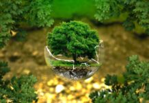 Using Environmental Sustainability Certification to Differentiate Environmental Sustainability