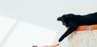 Petkit