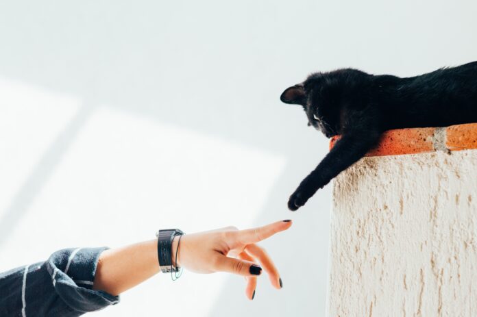 Petkit