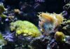 Polyp.