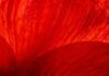 red scare