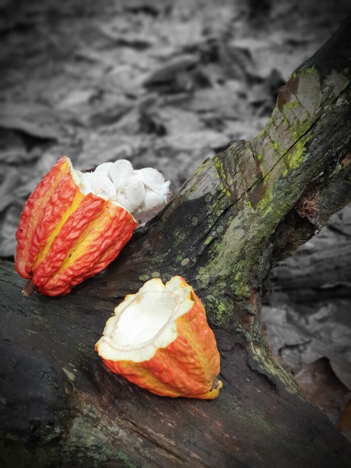 Ceremonial Cacao