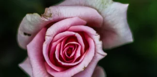 Roguelite – A Fascinating Comprehensive Guide Roguelite