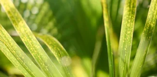 Doobydobap – A Must Read Comprehensive Guide Doobydobap