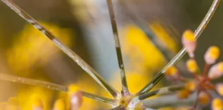 Flamescan – Top Five Important Things You Need To Know Flamescan