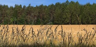 Fireliker – A Comprehensive Guide Fireliker