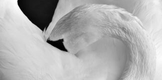 Quandela – A Must Read Comprehensive Guide Quandela