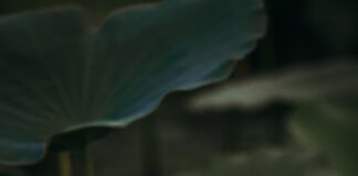 Renderforest