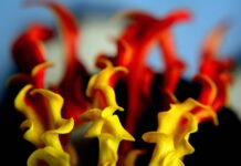 Lookah – A Comprehensive Guide Lookah