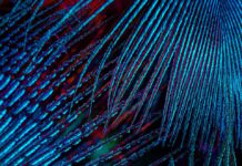 Kickass – A Fascinating Comprehensive Guide Kickass