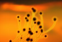 Smodin – Top Ten Things You Need To Know Smodin