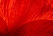 Diib- A Comprehensive Guide Diib