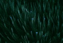 Wilderdog- A Comprehensive Guide Saildrone