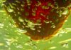 In Vitro Diagnostics
