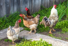 Why Backyard Chicken Keeping is Redefining Sustainability