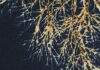 Behavioral Targeting in Ads